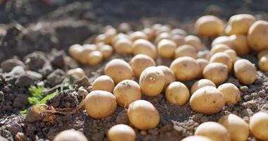 Fresh potatoes of soil in farmland with sunlight video