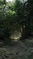 Dense Forest With Trees and Rocks video