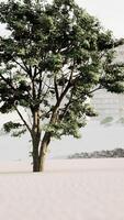 Tree in Field With Building in Background video