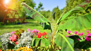 Banana trees Musa Tropicana growing with large banana leaves with against a garden background. photo