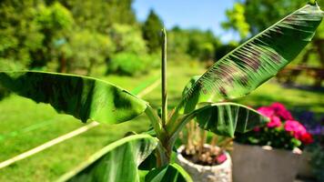 Banana trees Musa Tropicana growing with large banana leaves with against a garden background. photo