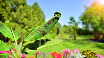 Banana trees Musa Tropicana growing with large banana leaves with against a garden background. photo