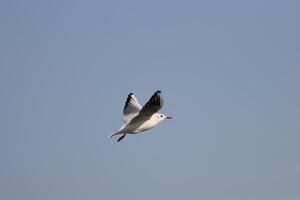 a seagull bird flying in the sky photo