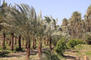 palm trees with blue sky in iraq photo