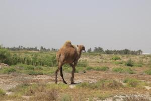 a camel walking in a field with a sky in the background photo