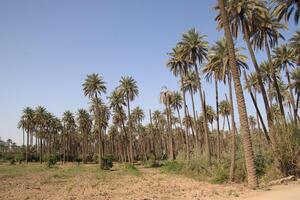 palm trees with blue sky in iraq photo
