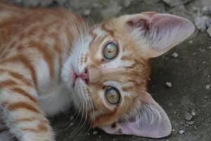 a close up of a cat with green eyes photo