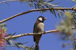 bulbul standing on twig of tree with blue sky photo