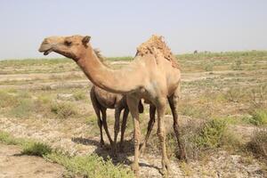 a camel and a baby camel are standing in the dirt photo