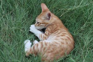 a small orange and white cat laying in the grass photo
