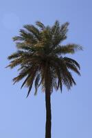 a palm tree in the middle of a blue sky photo