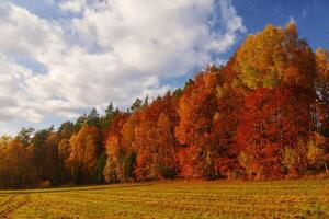 otoño paisaje con bosque y azul cielo - arboles con rojo y amarillo hojas cerca campo foto