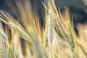 ears of grain in a grain field - a close-up view of Triticale ears photo