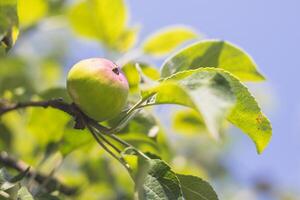 green apple on a tree - unripe apple on a branch with leaves photo