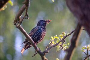 bird on a tree - starling with food insects in its beak, on an apple tree branch photo
