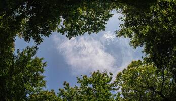 view of the sky between the treetops - blue sky framed by tree branches photo