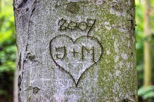 heart with monograms carved in the bark photo