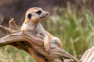 a meerkat on guard, lying on a dead tree root photo