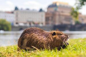 Nutria on Strelecky Island on the Vltava river, National Theatre in the background, Prague, Czech republic photo