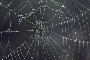 Cobweb - drops of morning dew on a spider web in fog photo