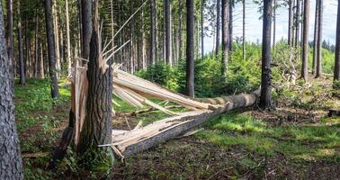 one tree trunk broken by strong winds and fallen to the ground photo
