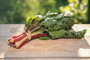 Chard vegetable - a bunch of leaves with red and green stems photo