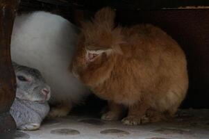 A brown rabbit sits next to another rabbit on the ground photo