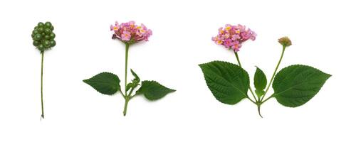 Lantana camara flower leaf fruit, isolated on white photo