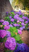 Background with hydrangea flowers in blue-violet and lilac tones. Mockup with empty space on hydrangea flower background photo