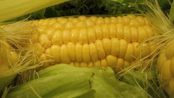 A close-up image of fresh yellow corn on the cob. The corn is surrounded by green lettuce leaves, giving the image a vibrant and colorful appearance. The corn kernels are plump and juicy. video