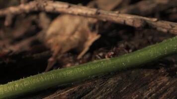 A close-up shot of ants crawling on the forest floor. There is a green stem in the foreground, and twigs and leaves are visible in the background. video