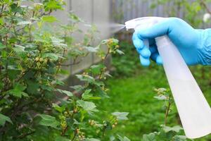 treatment of garden plants with chemical insecticides by spraying bushes in the spring. destruction of pests of vegetable gardens photo