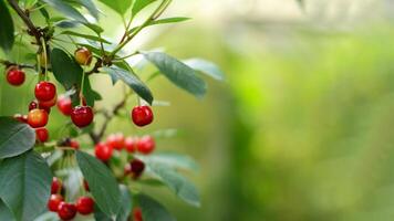 ripe cherries on a branch. the concept of cherry growing and harvesting photo