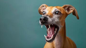 Whippet, angry dog baring its teeth, studio lighting pastel background photo