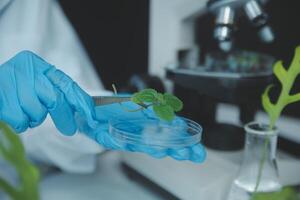 Scientist cutting plant tissue culture in petri dish, performing laboratory experiments. Small plant testing. Asparagus and other tropical plant. Thailand. Soft light, close-up. photo