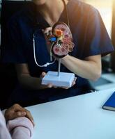 Doctor showing internal organs in 3d human model. Woman with stethoscope in lab coat sitting at table with laptop and talking about people anatomy. Health care and medical education concept. photo