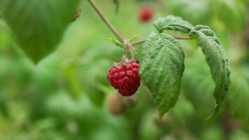 close-up red and green raspberries ripen growing on a bush branch on a summer day. raspberry bush in the orchard. raspberry harvest video