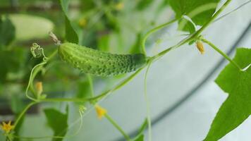 Low angle view of cucumber plants in a garden, showing lush leaves and soil. cucumber and tomato plants in the same greenhouse in neighboring beds. Country amateur vegetable growing. High quality video