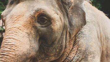 Two large land mammals, Asian elephants, elephas maximus standing side by side, covered in mud, flapping its ears, uses its long trunk to pick up food, eating branches with leaves on the ground. photo