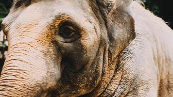 Two large land mammals, Asian elephants, elephas maximus standing side by side, covered in mud, flapping its ears, uses its long trunk to pick up food, eating branches with leaves on the ground. photo