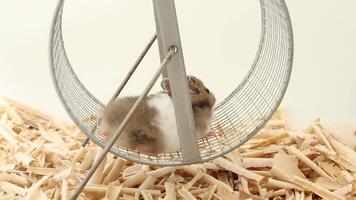 The fluffy, spotted rodent runs quickly and stops in the wheel. The life of pets video