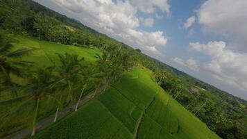 Rice fields flying over the palm trees of Bali with FPV drone video