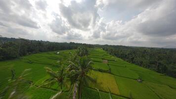 Rice fields flying over the palm trees of Bali with FPV drone video