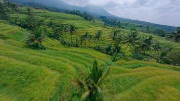 Green rice fields with Bali volcano in the background FPV drone video