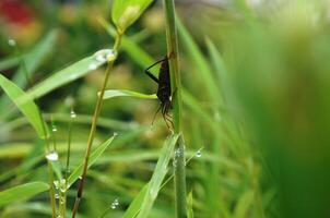 Insects stick to bamboo tree trunks photo