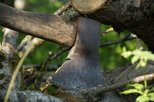 Close-up of a rustic axe embedded in a tree stump in a sunny garden photo