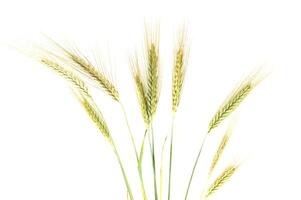 Rye stems isolated on white background with copy space photo