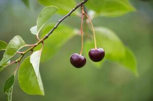 Close-up of two ripe cherries hanging from a branch with lush green leaves photo