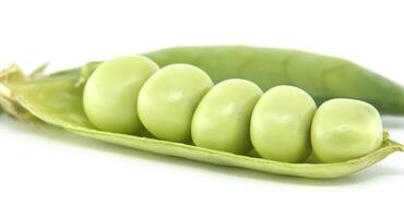Fresh green peas in a pod on a white background photo