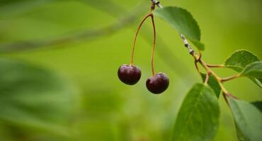 Close-up of two ripe cherries hanging from a branch with lush green leaves photo